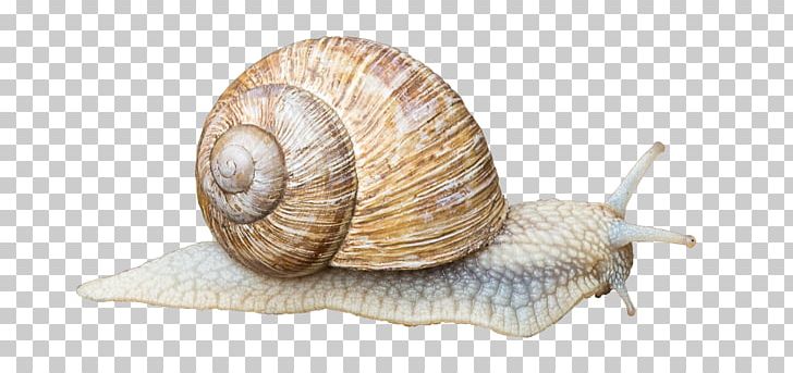 Gastropods Land Snail Gastropod Shell Animal PNG, Clipart, Animal, Animals, Conchology, Cornu Aspersum, Escargot Free PNG Download