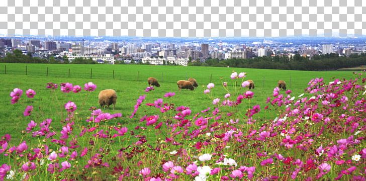 Hitsujigaoka Observation Hill Sheep National Taiwan University PNG, Clipart, Farm, Flower, Flowers, Grass, Landscape Free PNG Download