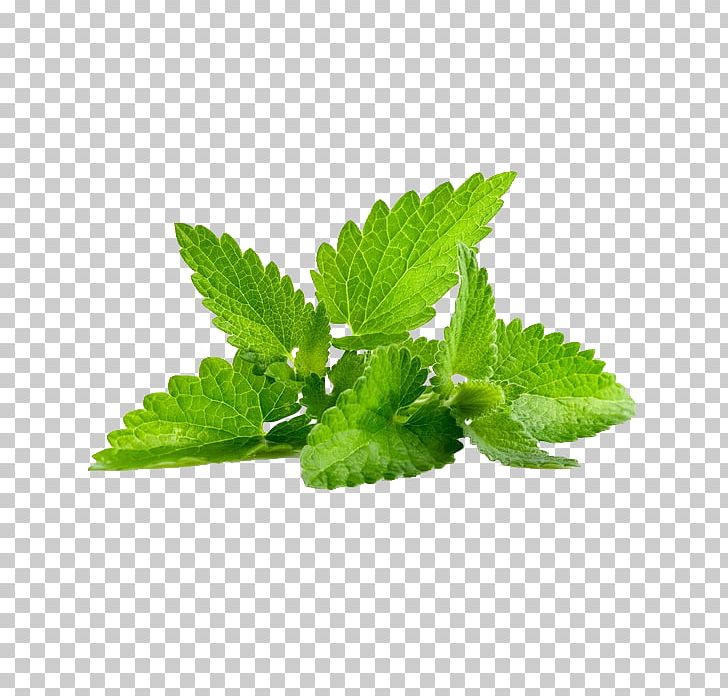 Peppermint Mentha Spicata Herb Mentha Arvensis Leaf PNG, Clipart, Buckle, Common Sage, Creative Background, Creative Graphics, Creativity Free PNG Download