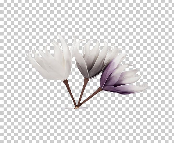 Petal Flowering Plant PNG, Clipart, Flower, Flowering Plant, Miscellaneous, Others, Petal Free PNG Download
