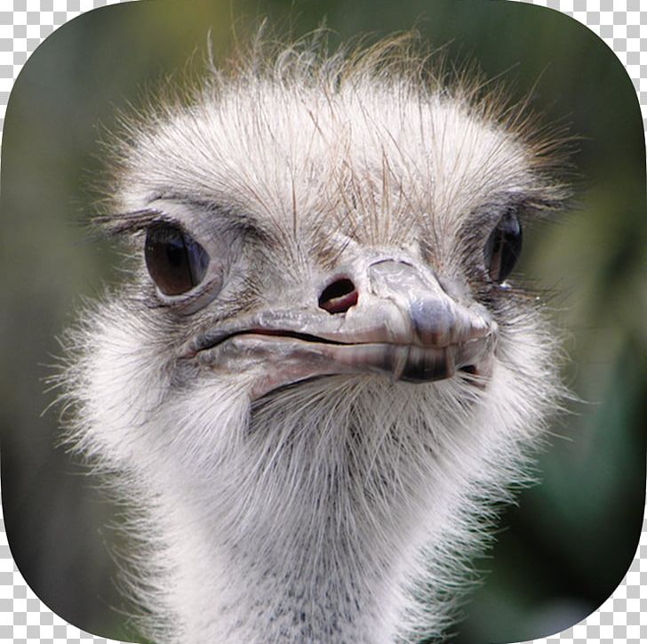 Common Ostrich Bird Horse Animal BiznesTUBE Sp. Z O.o. PNG, Clipart, Animal, Animals, Beak, Bird, Biznestube Sp Z Oo Free PNG Download