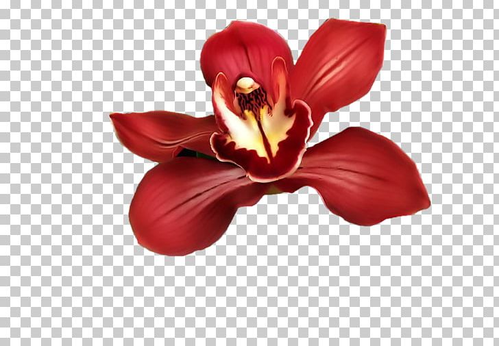 Cut Flowers Petal PNG, Clipart, Blog, Cut Flowers, Flower, Flowering Plant, Hungary Free PNG Download