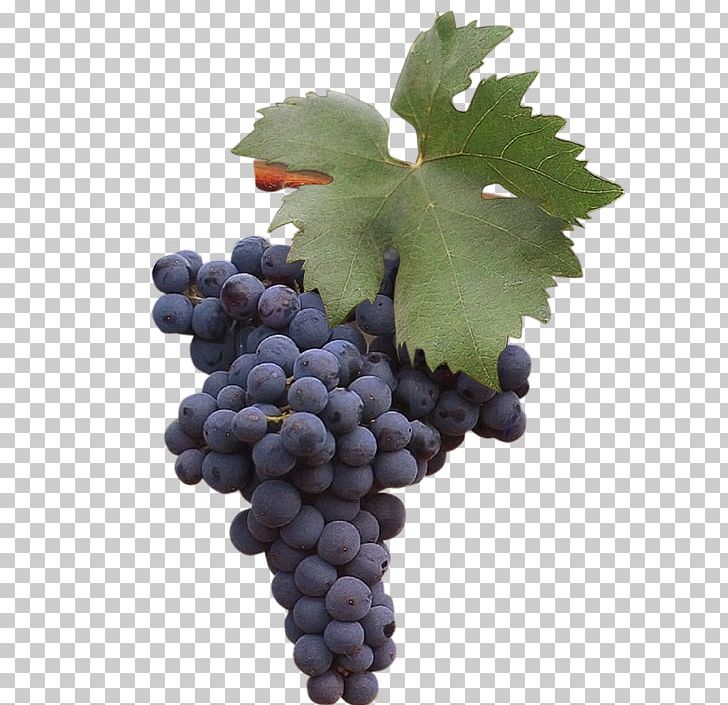Grape Zinfandel Negroamaro Uva Di Troia Susumaniello PNG, Clipart, Apulia, Common Grape Vine, Fiano, Flowering Plant, Food Free PNG Download
