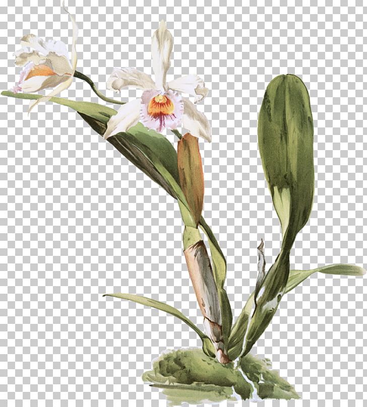 Moth Orchids Reichenbachia: Orchids Illustrated And Described Lindenia: Iconography Of Orchids Slipper Orchids Cattleya Lueddemanniana PNG, Clipart, Astor, Cattleya, Cattleya Aclandiae, Cattleya Orchids, Cut Flowers Free PNG Download