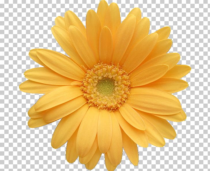 Transvaal Daisy Common Daisy Daisy Family PNG, Clipart, Chrysanthemum, Chrysanths, Color, Common Daisy, Cut Flowers Free PNG Download