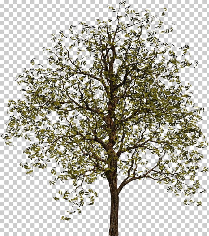 Tree Digital PNG, Clipart, Branch, Coconut Tree, Desktop Wallpaper, Digital Image, Drawing Free PNG Download