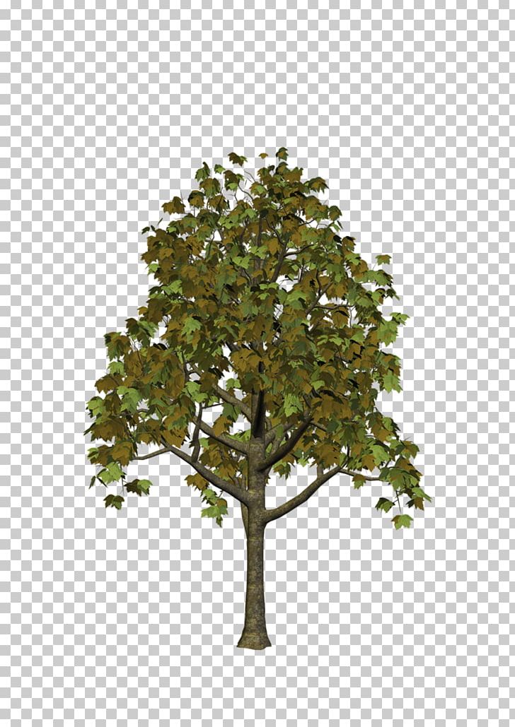 Tree PNG, Clipart, Animation, Arecaceae, Autumn, Autumn Leaf Color, Autumn Tree Free PNG Download