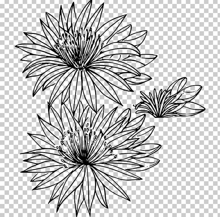 Montana Bitterroot Flower Drawing PNG, Clipart, Artwork, Bitterroot, Black And White, Chrysanths, Circle Free PNG Download