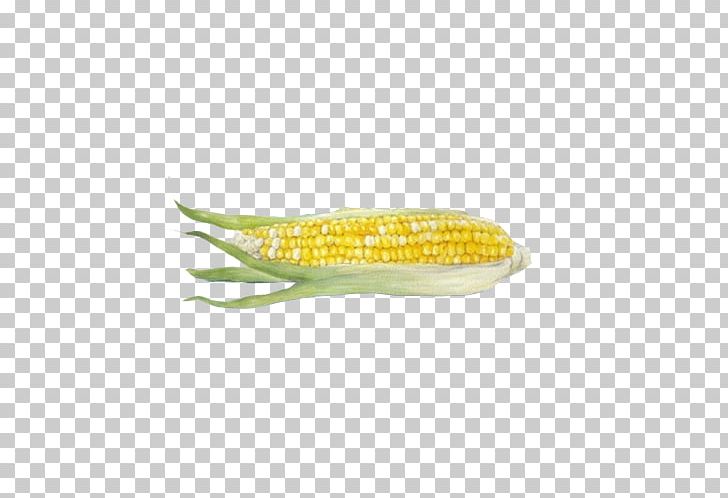 Corn On The Cob Maize PNG, Clipart, Adobe Illustrator, Button, Color, Color Image, Corn Free PNG Download