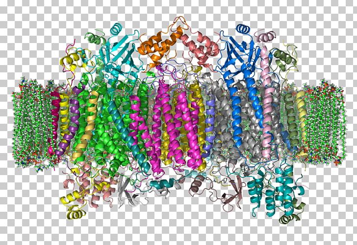 Cytochrome C Oxidase Enzyme PNG, Clipart, Arnas Katea, Bead, Cytochrome, Cytochrome C, Cytochrome C Free PNG Download