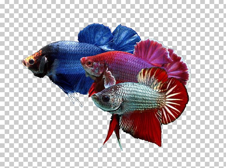 Siamese Fighting Fish Goldfish Breed Pet PNG, Clipart, Anabantoidei, Animal, Animals, Aquarium, Betta Free PNG Download