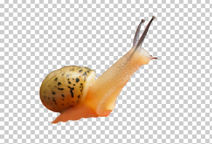 Snail Orthogastropoda PNG, Clipart, Animals, Caracol, Cartoon Snail, Download, Invertebrate Free PNG Download