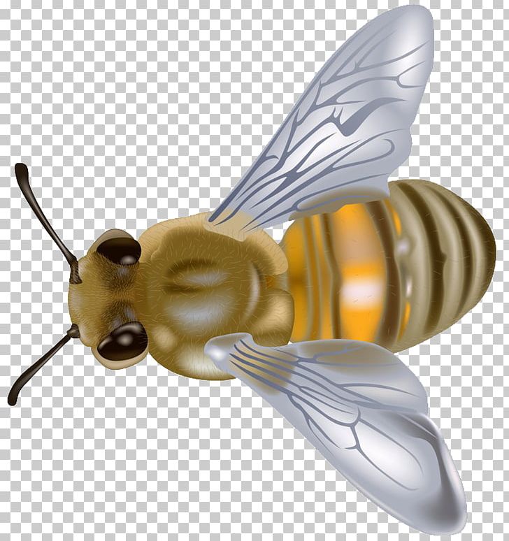 Western Honey Bee PNG, Clipart, Arthropod, Bee, Encapsulated Postscript, Fly, Free Content Free PNG Download