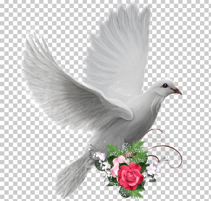 Colombe Peace Doves As Symbols PNG, Clipart, Beak, Bird, Colombe, Doves As Symbols, Feather Free PNG Download