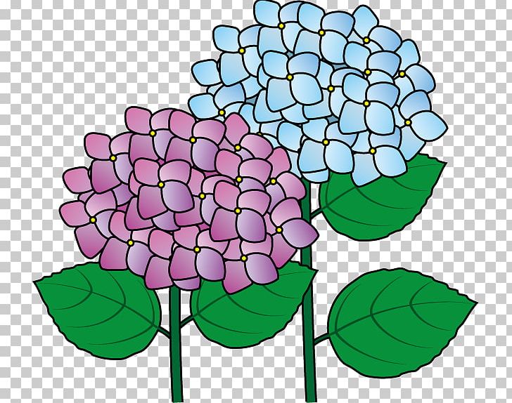 Cut Flowers French Hydrangea Plant PNG, Clipart, Artwork, Cut Flowers, Flora, Floral Design, Floristry Free PNG Download