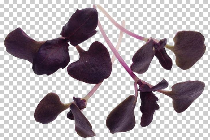 Dark Opal Basil Lemon Basil Microgreen Herb Leaf Vegetable PNG, Clipart, African Blue Basil, Basil, Beefsteak Plant, Dark Opal Basil, Edible Flower Free PNG Download