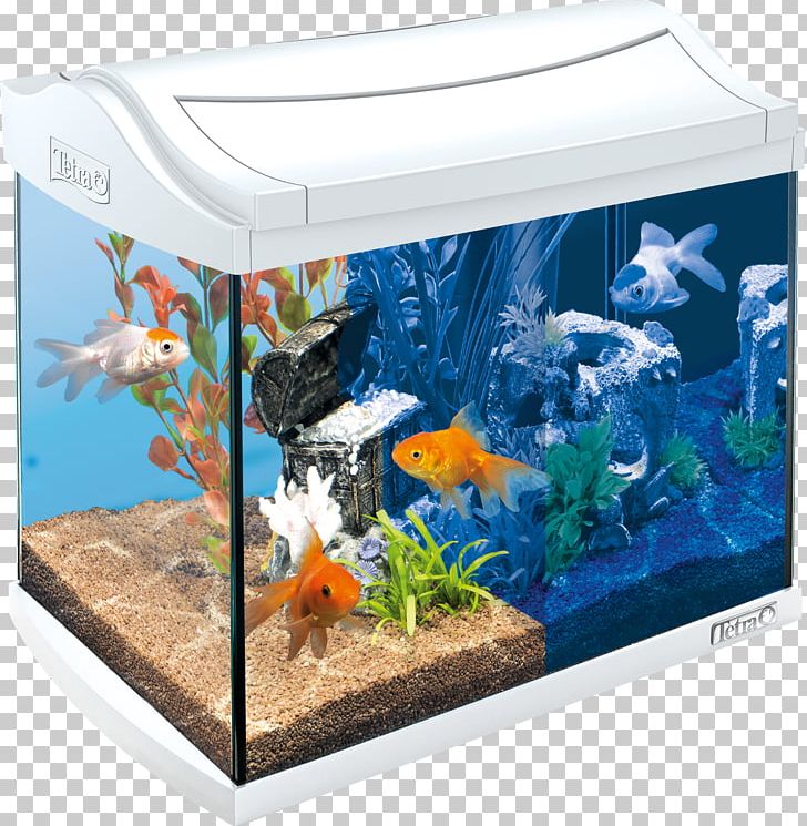 Goldfish Aquariums Tetra PNG, Clipart, Acuario, Animal, Animals, Aquarium, Aquarium Decor Free PNG Download