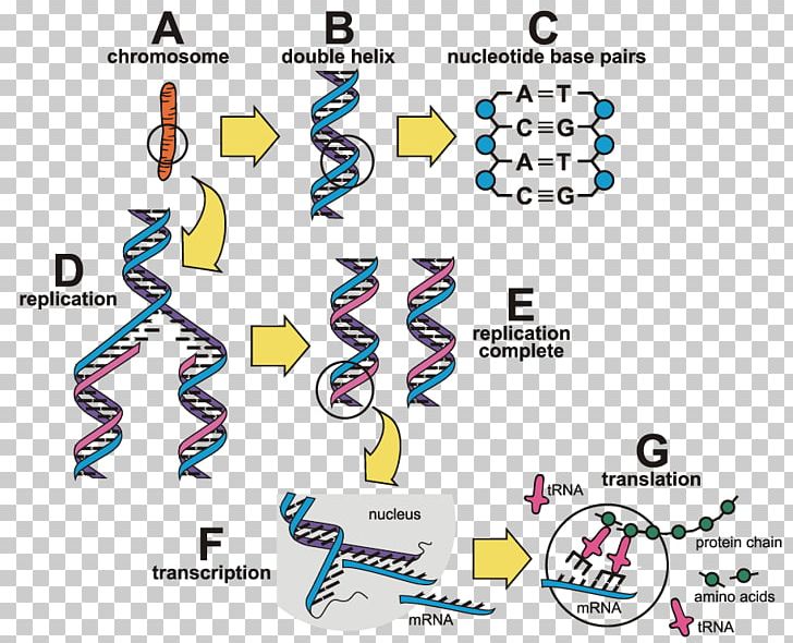 Product Technology Line Gene PNG, Clipart, Area, Bt Cotton, Chromosome, Diagram, Electronics Free PNG Download