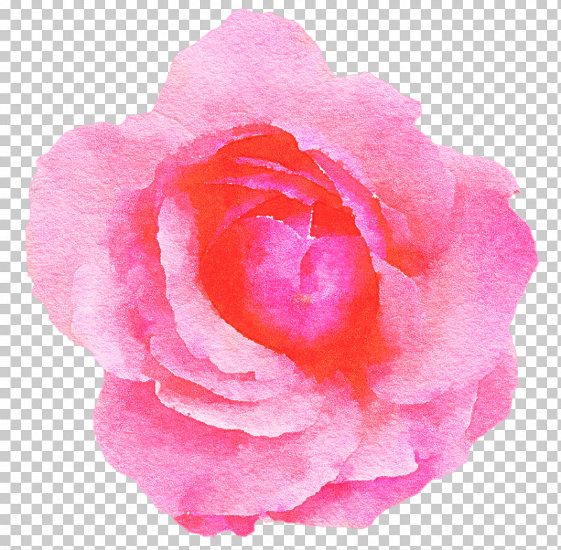 Garden Roses PNG, Clipart, Begonia, Camellia, Cut Flowers, Floribunda, Flower Free PNG Download