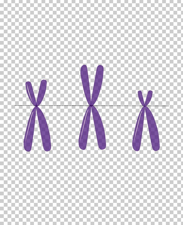 Anti-centromere Antibodies Chromosome Autosome DNA PNG, Clipart, Autosome, Cell, Centromere, Chromosome, Dna Free PNG Download