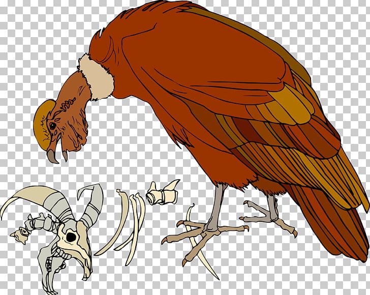 Bird Of Prey Parrot Chicken Beak PNG, Clipart, Animal, Animals, Art, Beak, Bird Free PNG Download