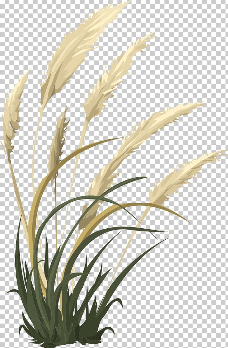 Grasses Woody Plant Plant Stem Herbaceous Plant PNG, Clipart, Agriculture, Arecales, Branch, Circle, Commodity Free PNG Download