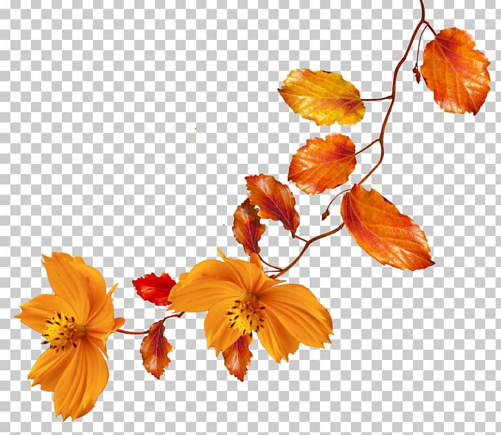 Autumn Flower PNG, Clipart, Autumn, Autumn Leaves, Blog, Branch, Clip Art Free PNG Download