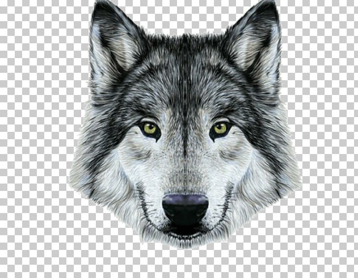 Gray Wolf Drawing Portrait PNG, Clipart, Art, Canis Lupus Tundrarum, Carnivoran, Coyote, Dog Like Mammal Free PNG Download