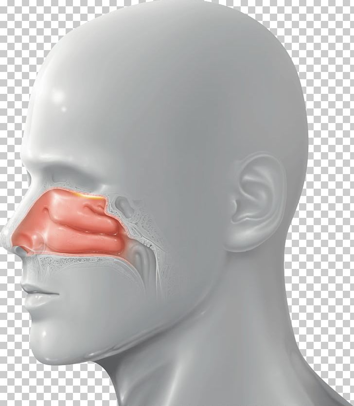 Nose Nasal Administration Drug Delivery Business PNG, Clipart, Afacere, Anatomy, Business, Chin, Drug Free PNG Download
