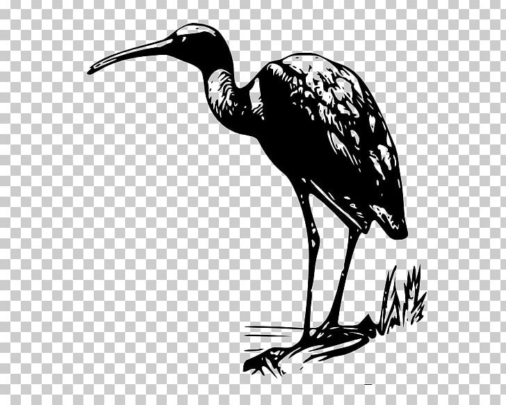 Bird Bald Eagle Ibis PNG, Clipart, American White Ibis, Animals, Art, Bald Eagle, Beak Free PNG Download