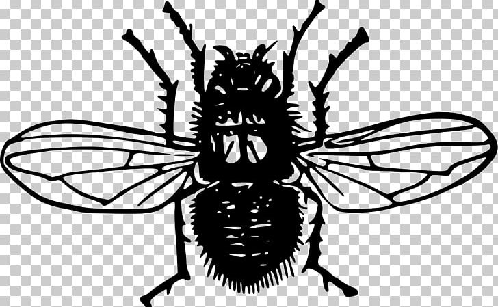 Insect Blow Flies Blue Bottle Fly PNG, Clipart, Animals, Arthropod, Artwork, Bee, Black And White Free PNG Download