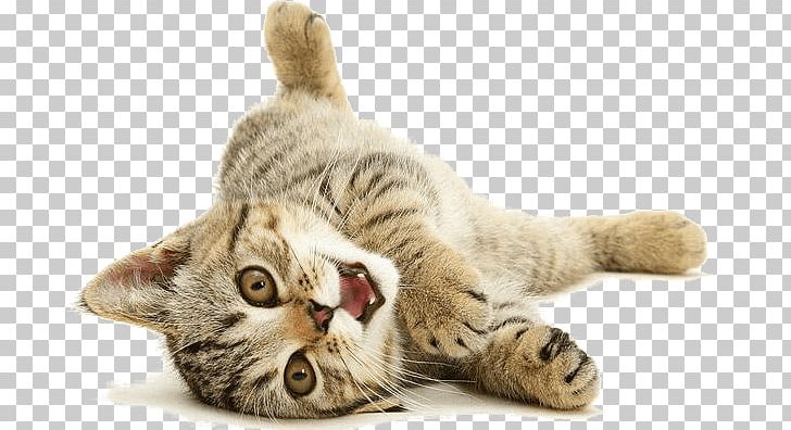 Cat Playing Back PNG, Clipart, Animals, Cats Free PNG Download