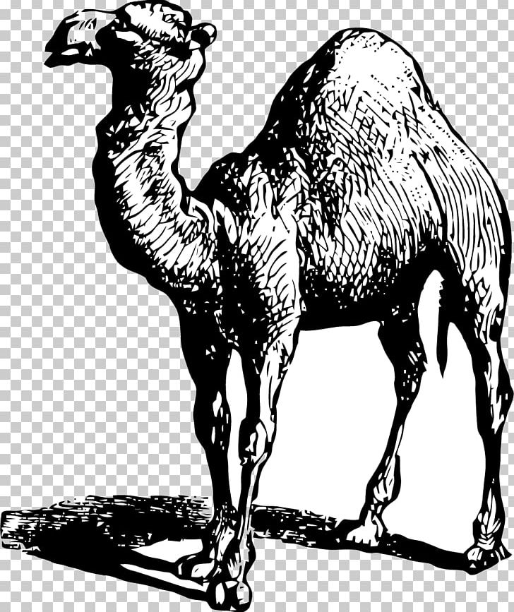 Dromedary Horse Pack Animal Camel Wildlife PNG, Clipart, Animal, Arabian Camel, Black And White, Camel, Camel Like Mammal Free PNG Download