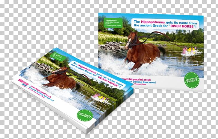Flyer Printing Folded Leaflet Brochure PNG, Clipart, Advertising, Brand, Brochure, Business Cards, Flyer Free PNG Download