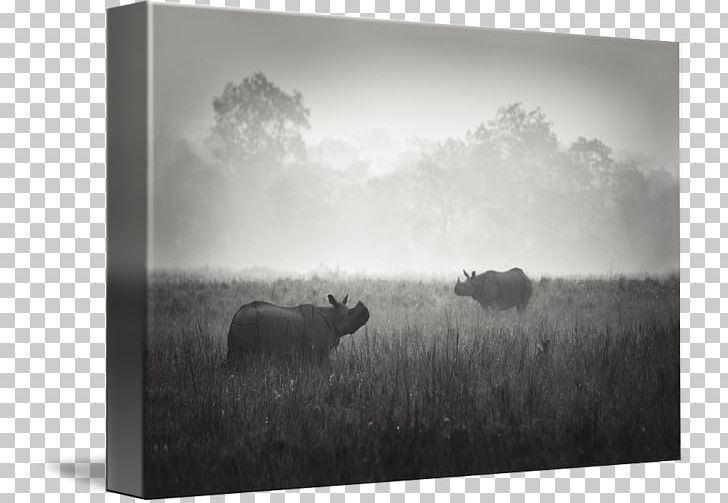 Frames Stock Photography Wildlife White PNG, Clipart, Black And White, Cattle Like Mammal, Fog, Grassland, Landscape Free PNG Download