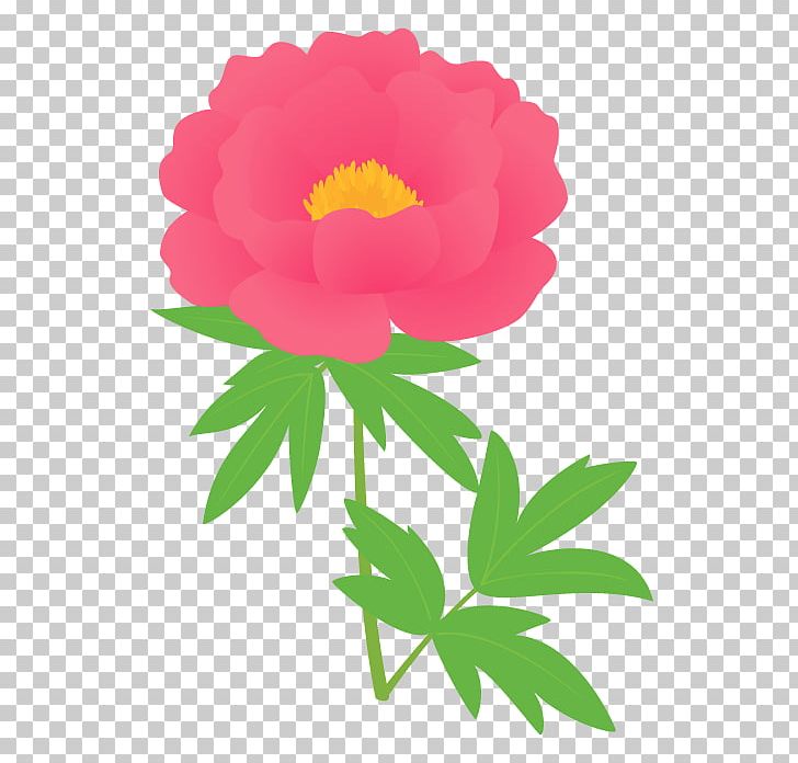 Garden Roses Chinese Peony Moutan Peony Cut Flowers PNG, Clipart, Annual Plant, Chinese Lantern, Chinese Peony, Cut Flowers, Floral Design Free PNG Download