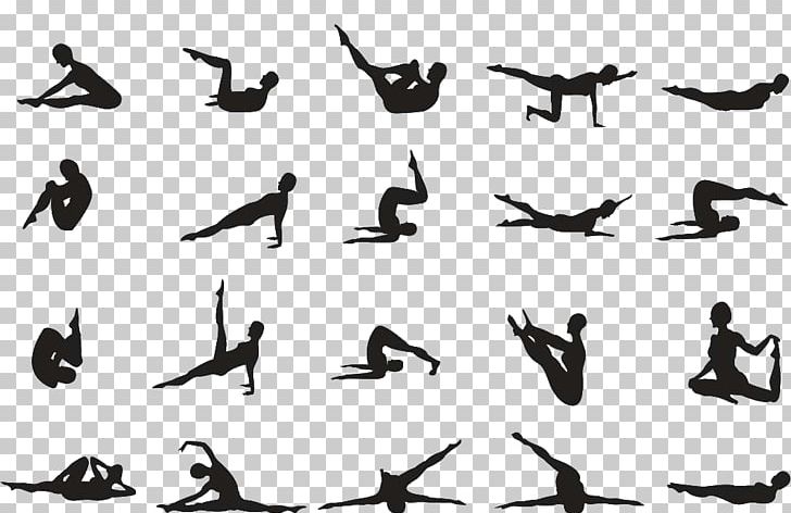 Pilates Exercise Yoga Asana Posture PNG, Clipart, Animal Migration, Asana, Beak, Bird, Bird Migration Free PNG Download