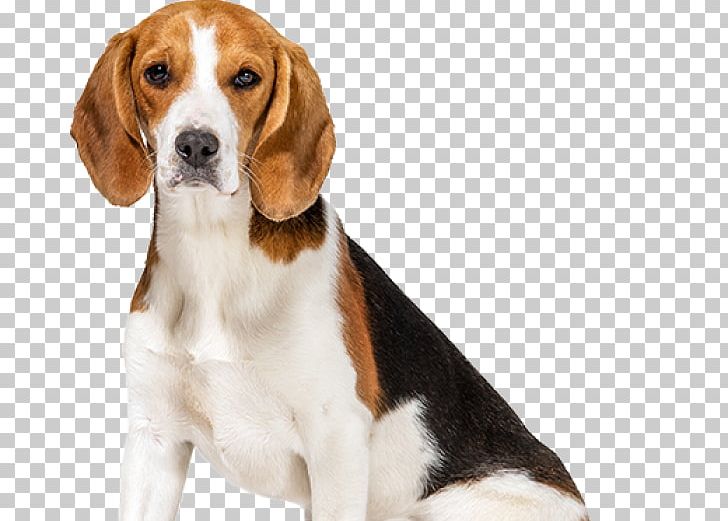Beagle German Shepherd Pet T-shirt Coat PNG, Clipart, American Foxhound, Carnivoran, Companion Dog, Dog Breed, Dog Harness Free PNG Download