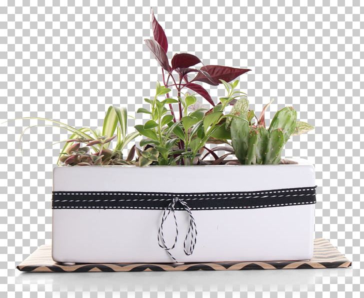 Flowerpot Plant Rectangle PNG, Clipart, Flowerpot, Food Drinks, Houseplant, Plant, Rectangle Free PNG Download