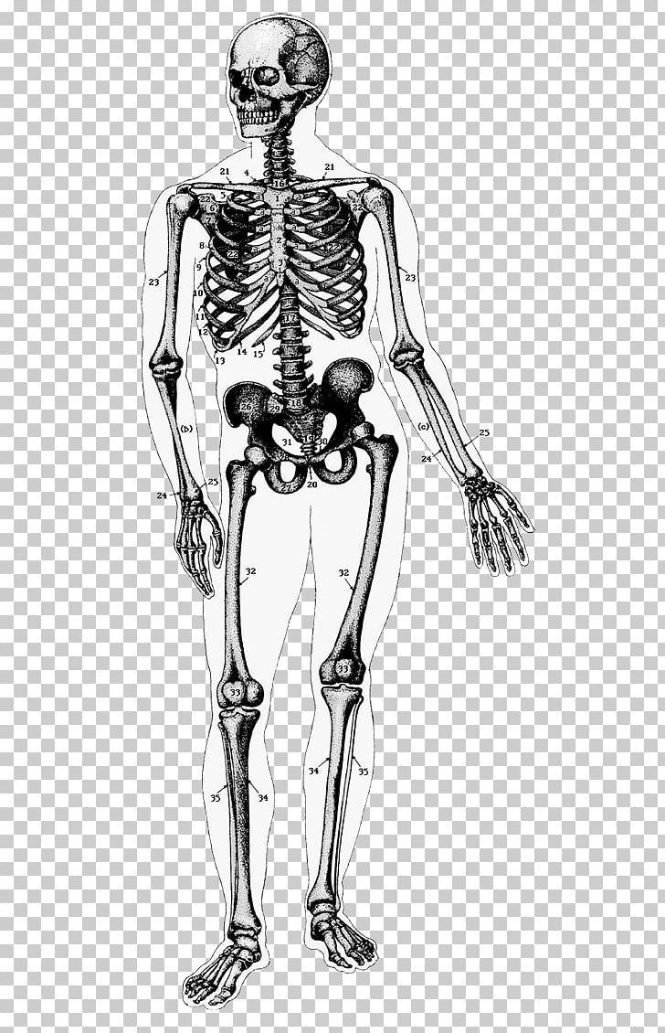 The Human Skeleton Human Body Anatomy PNG, Clipart, Abdomen, Arm, Bone, Bone Marrow, Connective Tissue Free PNG Download