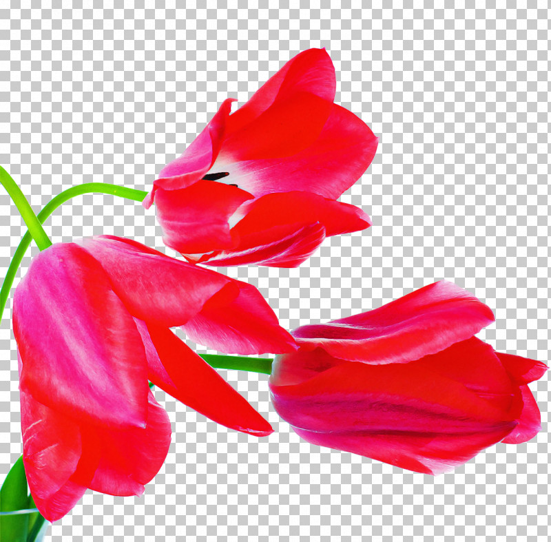 Tulip Plant Stem Cut Flowers Gladiolus Herbaceous Plant PNG, Clipart, Biology, Closeup, Cut Flowers, Flower, Gladiolus Free PNG Download