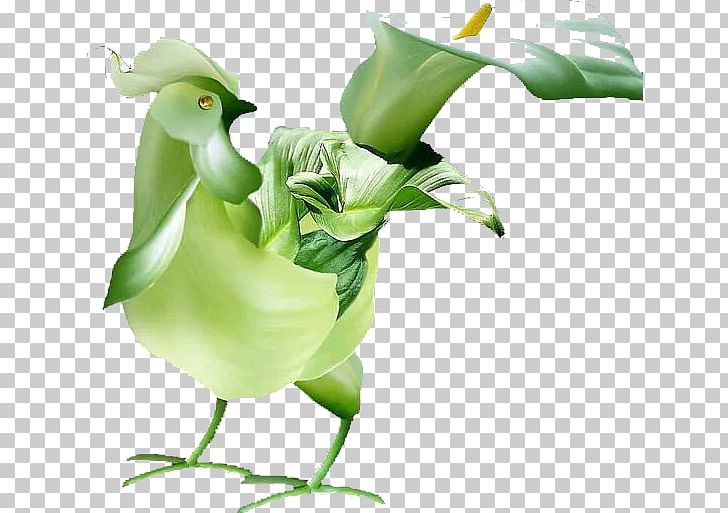 Chicken Flower Rooster Creativity Xuiteu65e5u5fd7 PNG, Clipart, Animals, Art, Auglis, Beak, Bird Free PNG Download