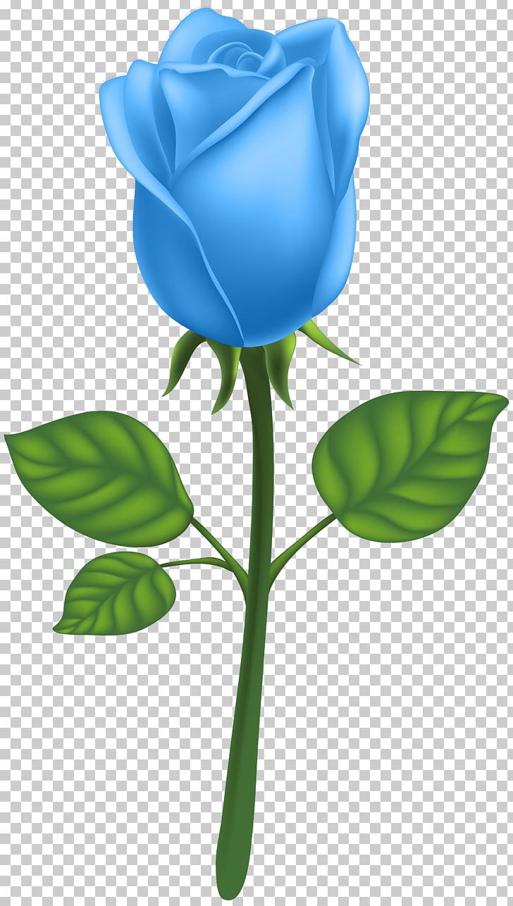 Garden Roses Adobe Illustrator PNG, Clipart, Adobe Illustrator, Art Deco, Blu, Blue Rose, Clipart Free PNG Download