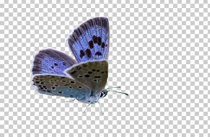 Gossamer-winged Butterflies Brush-footed Butterflies Butterfly Moth PNG, Clipart, Art, Arthropod, Artist, Brush Footed Butterfly, Butterfly Free PNG Download