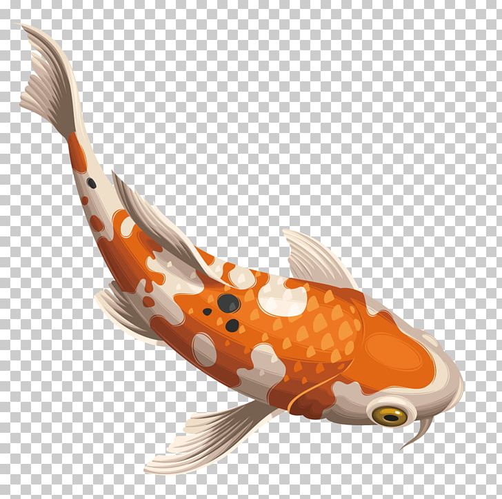 Koi Carassius Auratus Fish PNG, Clipart, Animals, Aquarium Fish, Beautiful, Beautiful Vector, Beauty Free PNG Download