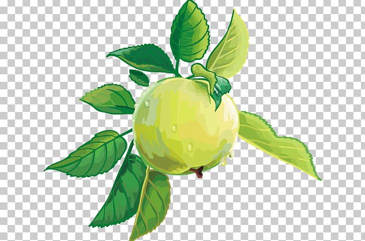 Apple Citrus Fruit PNG, Clipart, Apple, Branch, Citrus, Computer Graphics, Download Free PNG Download