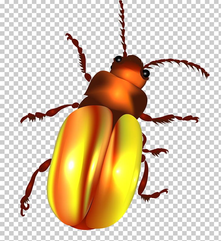 Beetle Color Illustration PNG, Clipart, Arthropod, Bug, Bugs, Cartoon, Drawing Free PNG Download