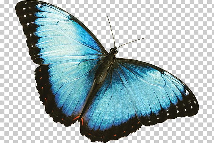 Butterfly Morpho Menelaus Frederik Meijer Gardens & Sculpture Park Desktop PNG, Clipart, Arthropod, Black Swallowtail, Blue, Blue Butterfly, Brush Footed Butterfly Free PNG Download