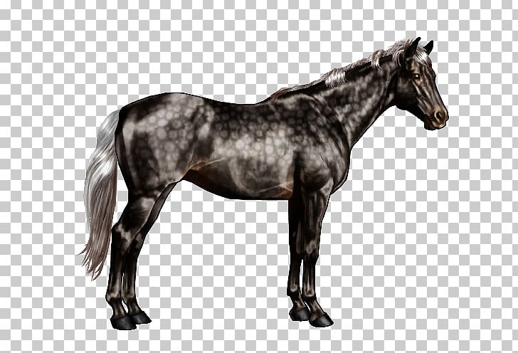Horse Markings Chestnut Pinto Horse Equine Coat Color PNG, Clipart, Animals, Black, Bridle, Chestnut, Colt Free PNG Download