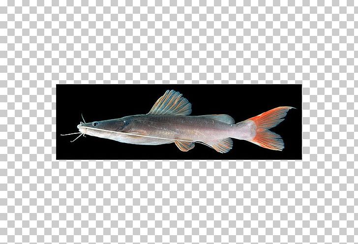 Catfish Hemibagrus Wyckioides Hyalobagrus Hemibagrus Filamentus PNG, Clipart, Animal, Animals, Bony Fish, Catfish, Fauna Free PNG Download